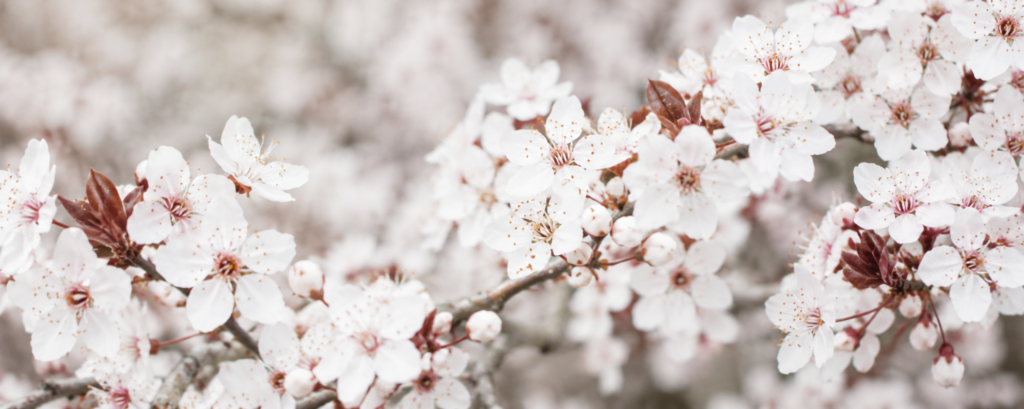 flors ametller